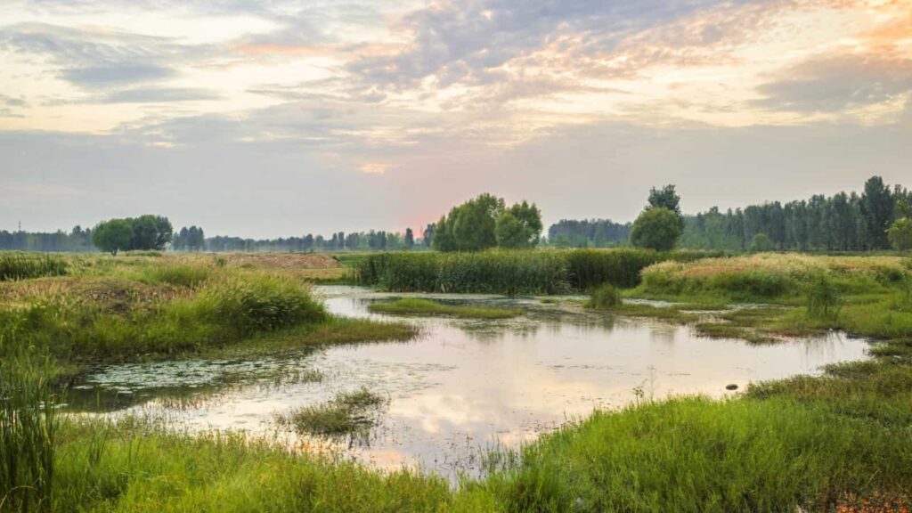 Wetlands and Woodwinds The Impact of Climate Change on Reed Ecosystems